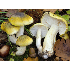 Мицелий Рядовки обособленной / Рядовка отличающаяся (Tricholoma sejunctum)
